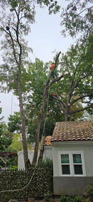 Tree cutting down - We removed it for the foundation of the house Tree cutting down - We removed it for the foundation of the house