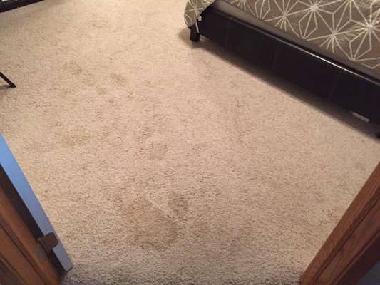 Residential Carpet Cleaning - Whether you like it or not, there are a lot of things that hide deep down in the dark places of the fibers in carpet. There is dirt, dust, bacteria, allergens, human hair, pet hair and many other things that come from the occupants of your home.
Because this is the case, the regular cleaning of your carpets is crucial. Take a moment to read about some of the reasons why we think residential carpet cleanings are so important. Residential Carpet Cleaning - Whether you like it or not, there are a lot of things that hide deep down in the dark places of the fibers in carpet. There is dirt, dust, bacteria, allergens, human hair, pet hair and many other things that come from the occupants of your home.
Because this is the case, the regular cleaning of your carpets is crucial. Take a moment to read about some of the reasons why we think residential carpet cleanings are so important.