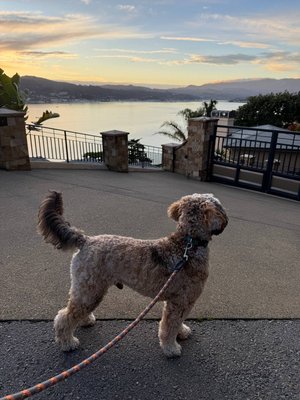 Dog Sitting - Go on my website to see availability and make a booking. Dog Sitting - Go on my website to see availability and make a booking.