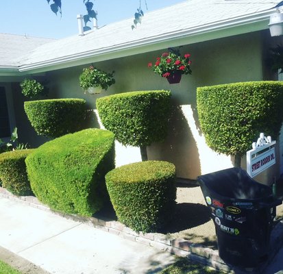 Lawn care maintenance and up keep! Junk/debris, cleanup, and removal - Here you will see a few examples of  quality work provided by Garden Detail
