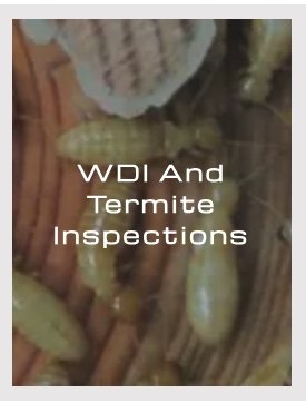 WDI and Termite Inspections - If you are concerned about termites, don’t hesitate to call BUGCO® Pest Control for a reliable and competent termite inspection.