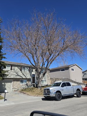 Tree work while staying in Douglas Wyoming this month, doing a big job for WyDot along a highway about 20 minutes away from Douglas. - Raising limbs and a full trim Tree work while staying in Douglas Wyoming this month, doing a big job for WyDot along a highway about 20 minutes away from Douglas. - Raising limbs and a full trim