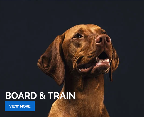 Board and Train - Training a dog takes a lot of time and patience. Busy families and professionals don’t always have the time, patience, or the experience to train their own dog. Plus, you want your dog trained the right way, the first time.
The Board and Train programs include professional training of your dog, a Dogtra E-Collar, a private lesson when you pick up your dog and follow up support via our Perfect Practice group classes. If you live local to Plymouth, you might want to consider the Day Training program so your dog can be home with you on nights and weekends.
Here’s the solution! Have Michael and his personally trained staff train your dog for you via one of our board and train programs. The length of stay will generally result in the below goals dependent upon the dog:
To learn more, please schedule a Meet and Greet Appointment. Board and Train - Training a dog takes a lot of time and patience. Busy families and professionals don’t always have the time, patience, or the experience to train their own dog. Plus, you want your dog trained the right way, the first time.
The Board and Train programs include professional training of your dog, a Dogtra E-Collar, a private lesson when you pick up your dog and follow up support via our Perfect Practice group classes. If you live local to Plymouth, you might want to consider the Day Training program so your dog can be home with you on nights and weekends.
Here’s the solution! Have Michael and his personally trained staff train your dog for you via one of our board and train programs. The length of stay will generally result in the below goals dependent upon the dog:
To learn more, please schedule a Meet and Greet Appointment.