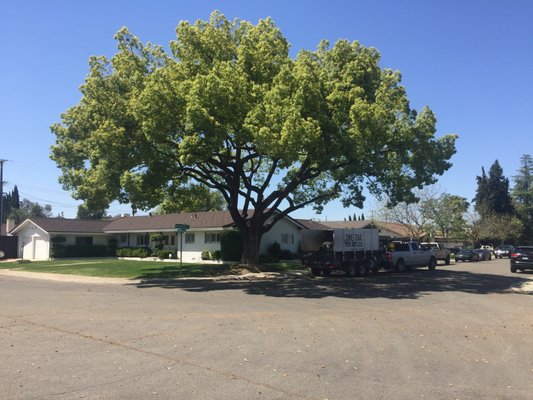Camphor Tree - The before and after effect Camphor Tree - The before and after effect