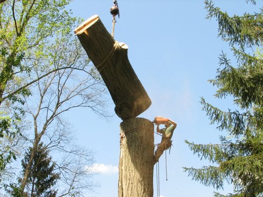 Tree Services - No tree to big to be trimmed, pruned or removed. Tree Services - No tree to big to be trimmed, pruned or removed.