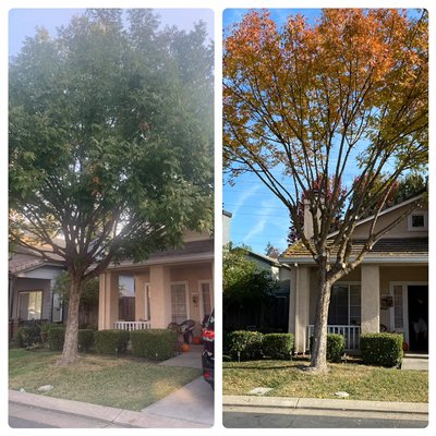 Tree Trimming - Beautiful Tree Trim from A&J Tree Care! Tree Trimming - Beautiful Tree Trim from A&J Tree Care!