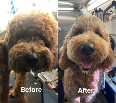 Before/After - Text us at 5627541170 to schedule.
As individuals who have come from the vet care industry, your pup's peace of mind is #1 priority so we always have 2 staff members in the van at all times to ensure the safety & care of your pup. We have been in the pet care industry for over 15 years and when Covid happened, we decided to create a way where we can continue to care for pets but bring the care to the owners' homes. Our lead groomer, Dory, has worked as a veterinary technician for many years and she brings her expertise in animal care and pet behavior to BeachTown Pets. We specialize in working with each pet to make him/her feel comfortable and safe. We here at BeachTown Pets Mobile Spa understand our pets are precious and dear to us, and we strive to treat each pet like family! Before/After - Text us at 5627541170 to schedule.
As individuals who have come from the vet care industry, your pup's peace of mind is #1 priority so we always have 2 staff members in the van at all times to ensure the safety & care of your pup. We have been in the pet care industry for over 15 years and when Covid happened, we decided to create a way where we can continue to care for pets but bring the care to the owners' homes. Our lead groomer, Dory, has worked as a veterinary technician for many years and she brings her expertise in animal care and pet behavior to BeachTown Pets. We specialize in working with each pet to make him/her feel comfortable and safe. We here at BeachTown Pets Mobile Spa understand our pets are precious and dear to us, and we strive to treat each pet like family!