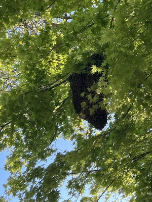 Swarm removal - Don't panic. Call if you have a swarm that shows up in your yard.  I have been handling and removing bee swarms for about 20 years.  I can make removal quick and easy.