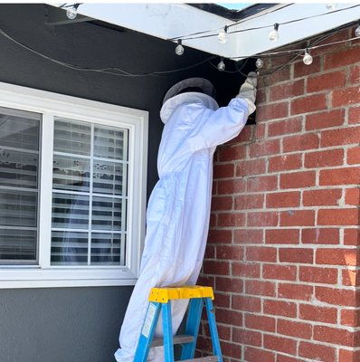 Beehive removal - Customer has a swarm of bees on the side of the chimney and had lots of webs to be removed.