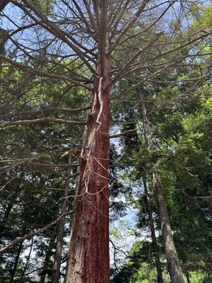 Felling of a massive pine!! - Customer was concerned of the tree, failing and taking out her house or powerlines. Tree was in a tight spot, climbing and falling piece by piece was the most logical way for a safe and effective route for success. Felling of a massive pine!! - Customer was concerned of the tree, failing and taking out her house or powerlines. Tree was in a tight spot, climbing and falling piece by piece was the most logical way for a safe and effective route for success.