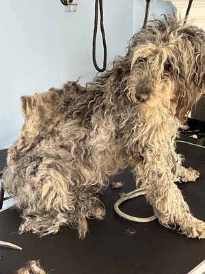 Pimp my dog - We can change you entire outlook on your pet's health and appearance in one visit give us a try. We use homemade shampoos and conditioners to bring your baby's coat back to life Pimp my dog - We can change you entire outlook on your pet's health and appearance in one visit give us a try. We use homemade shampoos and conditioners to bring your baby's coat back to life
