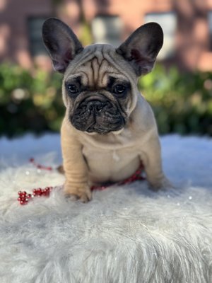 French Bulldog Puppies - We have amazing selection of healthy, French Bulldog Puppies that are health certified with guaranteed microchip. Available to go home today.  French Bulldog Puppies - We have amazing selection of healthy, French Bulldog Puppies that are health certified with guaranteed microchip. Available to go home today. 