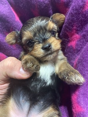 Small yorkies - This yorkie was born October 12 and is looking for it’s forever home . This yorkie
Is calm, loves to be held, loves to give kisses. All of our yorkies are immunized and come with all their shots and pedigree papers. Call today to schedule a meeting. Small yorkies - This yorkie was born October 12 and is looking for it’s forever home . This yorkie
Is calm, loves to be held, loves to give kisses. All of our yorkies are immunized and come with all their shots and pedigree papers. Call today to schedule a meeting.