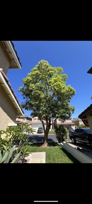 Tree Thinning - Tree thinning keeps trees growing beautifully, helps them fend off pests, and maintains their strong structure.