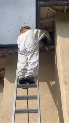 Wasp and Bee Control - We perform Bee and Wasp Control for residential and commercial properties. This particular Bee hive was on the second floor . Wasp nest (pictured) are covered up to 1st floor with our regular maintenance services at no additional cost .