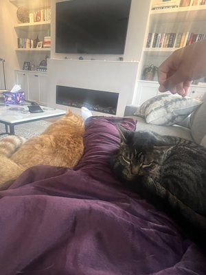 Day / Night Pet Sit! - Day/Night pet sitting provides consistent loving care for part of the day and all of the night for however long you're away from home. Day / Night Pet Sit! - Day/Night pet sitting provides consistent loving care for part of the day and all of the night for however long you're away from home.
