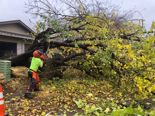 Tree Service - Tree removal, Tree trimming, Mistletoe removal, Roof & building clearance, Canopy weight reduction, Hazardous limb removal, Lot/view clearance. Call us today @ 916-420-5607 ! Tree Service - Tree removal, Tree trimming, Mistletoe removal, Roof & building clearance, Canopy weight reduction, Hazardous limb removal, Lot/view clearance. Call us today @ 916-420-5607 !