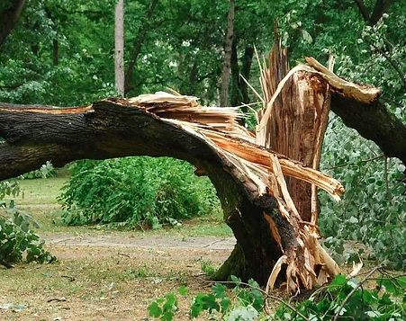 Tree Removal - Tree removal is one of the most common services our experts provide to customers in Florida and the surrounding area. Our technicians aim to protect your property from hazardous trees. There are a number of diseases which can affect trees and a few specifically attack the limbs and joints which can cause limbs to become unstable and break from the tree. If the tree is unsavable our team recommends that it be immediately removed to prevent damage to people, housing, or buildings. Some trees can become malnourished which causes deadwood, where trees are not receiving the proper nutrition to sustain life. Deadwood is dangerous because limbs and even sometimes entire trees can fall randomly without warning.