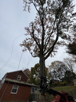 Axeman Tree Service - If you have any questions, concerns, or general inquiries please feel free to reach out at any time. You can reach us on the website, or you can directly call us at 412-953-8513. Thank you in advance for your business.