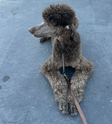 Cali -standard Poodle a recent graduate of Sierra K-9 Academy 😇 - Congratulations Cali a recent graduate of Sierra K-9 Academy. What a beautiful animal :) Cali -standard Poodle a recent graduate of Sierra K-9 Academy 😇 - Congratulations Cali a recent graduate of Sierra K-9 Academy. What a beautiful animal :)