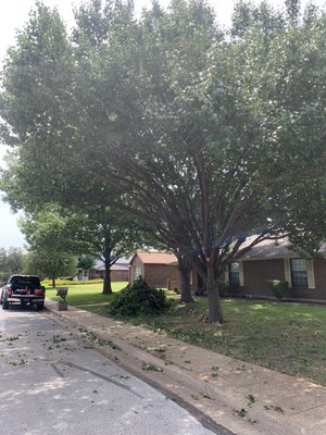 Tree Trimming - The city requirements here are 14ft over the street. Some are too tall to get yourself. Call us! Tree Trimming - The city requirements here are 14ft over the street. Some are too tall to get yourself. Call us!