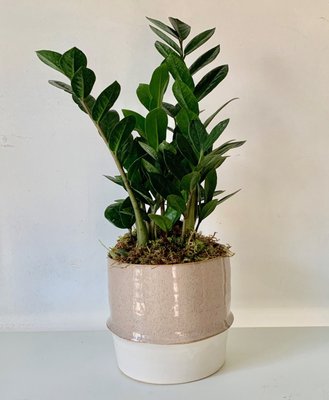 Succulents and Plants - We believe plants are a great part of the interior we live and work in. We have lots of specialty plants on hand and fantastic pots Succulents and Plants - We believe plants are a great part of the interior we live and work in. We have lots of specialty plants on hand and fantastic pots