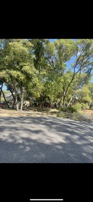 Branch removal - Our client contacted us to remove some branches so they wouldn’t fall onto the street on top of passing cars as they had before