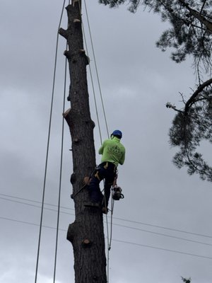 MONTERREY PINE TREE REMOVAL - Homeowner wanted to remove this Monterrey Pine tree after he had a Drainage inspection and noticed his problem was getting worse, we were able to asses the customer and he decided to remove it after applying for a Tree Removal Permit. This job took us two days to complete removing the stump as well and hauling away the stump debris. MONTERREY PINE TREE REMOVAL - Homeowner wanted to remove this Monterrey Pine tree after he had a Drainage inspection and noticed his problem was getting worse, we were able to asses the customer and he decided to remove it after applying for a Tree Removal Permit. This job took us two days to complete removing the stump as well and hauling away the stump debris.