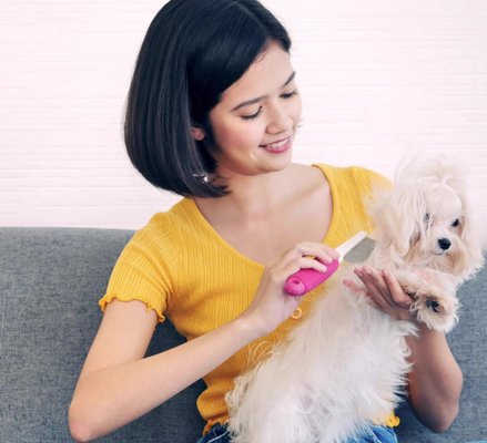 Pet Supply - We provide a variety of pet supplies for you pet, from toys to collars and everything in between.