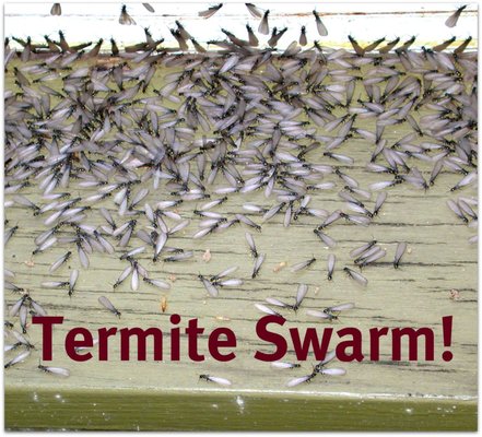 Termite Control - We’ve inspected over 10,000 homes for termites, and we’d like to help protect your home next!
A termite warranty is like an insurance policy for your home, separate from your homeowner’s policy, which protects your house in the event your home is invaded by termites. A termite warranty is important because homeowner’s insurance typically does not cover termite damages.

Every 5 years, your house should be retreated for termites to ensure your home remains protected from termites.

Before your warranty expires, call us for a FREE termite inspection.