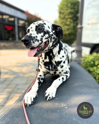 Behavioral Transformations - Here is a collection of dogs we’ve worked with, each facing a variety of behavioral challenges, including anxiety, reactivity, and aggression. You'll see a diverse range of ages, breeds, and sizes, highlighting that behavioral issues can affect any dog. Finding a skilled trainer who specializes in these complex cases and tailors training to your dog’s unique needs is essential.
These dogs, along with many others, have made remarkable progress through our training programs. Many of our clients now enjoy taking their dogs to public places, hosting gatherings with their dogs by their side, and simply going on peaceful walks together. We’re proud to have helped so many dogs and their owners build happier, more balanced lives. Behavioral Transformations - Here is a collection of dogs we’ve worked with, each facing a variety of behavioral challenges, including anxiety, reactivity, and aggression. You'll see a diverse range of ages, breeds, and sizes, highlighting that behavioral issues can affect any dog. Finding a skilled trainer who specializes in these complex cases and tailors training to your dog’s unique needs is essential.
These dogs, along with many others, have made remarkable progress through our training programs. Many of our clients now enjoy taking their dogs to public places, hosting gatherings with their dogs by their side, and simply going on peaceful walks together. We’re proud to have helped so many dogs and their owners build happier, more balanced lives.