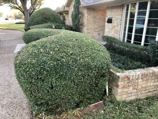 Bush trimming - Bush trimming