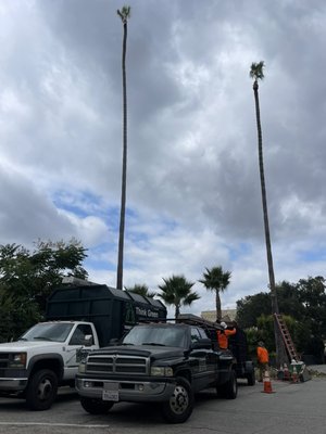 Commercial palm tree trimming - This project was done at a facility in Boyle heights. We trimmed about 40 palm trees in one day using the utmost care of our surroundings and people. Our client was very pleased. Commercial palm tree trimming - This project was done at a facility in Boyle heights. We trimmed about 40 palm trees in one day using the utmost care of our surroundings and people. Our client was very pleased.