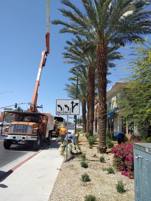 Palm tree services - Need palm tree trimming or removal??? give us a call. We have years of experience providing fast, safe and reliable palm tree services. Palm tree services - Need palm tree trimming or removal??? give us a call. We have years of experience providing fast, safe and reliable palm tree services.