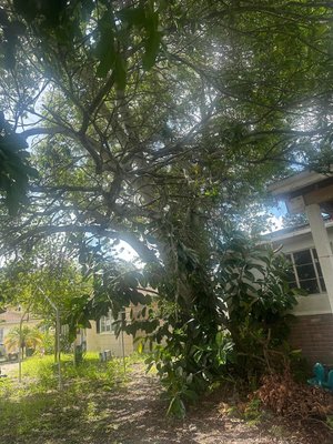Two tree removal & rubber plant - This before and after tree removal
