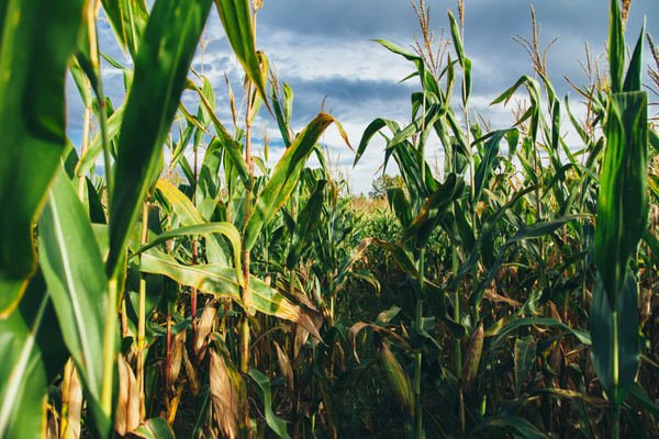 Corn Maze! - Come try finding your way out of the Borchard Farms 5 acre corn maze. Good luck at night… don’t forget your cell phone lights!!!

Free admission to pumpkin patch and our 5-acre corn maze!