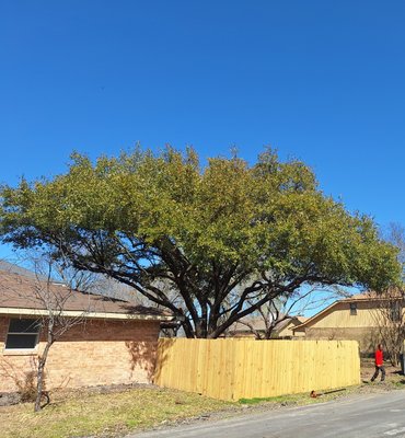 Tree Pruning - Tree Pruning