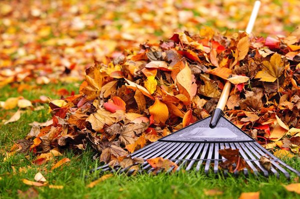 Fall Leaves Cleanup - Dougs property grooming has been in business over 12 years specializing in large property however no job is too small. We use equipment that speeds the process for efficiency Fall Leaves Cleanup - Dougs property grooming has been in business over 12 years specializing in large property however no job is too small. We use equipment that speeds the process for efficiency