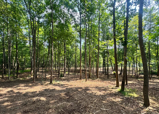 Land Clearing - Martz Enterprises LLC specializes in land clearing and reclamation, helping you make the most of your property. If you have acreage that’s overgrown, hard to access, or simply not being utilized, Martz Enterprises can transform rough, overgrown ground into usable, accessible land. Their services are ideal for farmers, large property owners, and hunters looking to clear overgrown areas, create new fields and pastures, open up hunting areas and shooting lanes, improve access roads and trails, reclaim unused acreage, or prepare land for future projects. Using advanced forestry mulching and land clearing techniques, Martz Enterprises opens up your property without the need to haul every tree or pile off-site. If you have land that needs to be cleared and put to use, give Martz Enterprises LLC a call to reclaim your property’s potential. Land Clearing - Martz Enterprises LLC specializes in land clearing and reclamation, helping you make the most of your property. If you have acreage that’s overgrown, hard to access, or simply not being utilized, Martz Enterprises can transform rough, overgrown ground into usable, accessible land. Their services are ideal for farmers, large property owners, and hunters looking to clear overgrown areas, create new fields and pastures, open up hunting areas and shooting lanes, improve access roads and trails, reclaim unused acreage, or prepare land for future projects. Using advanced forestry mulching and land clearing techniques, Martz Enterprises opens up your property without the need to haul every tree or pile off-site. If you have land that needs to be cleared and put to use, give Martz Enterprises LLC a call to reclaim your property’s potential.