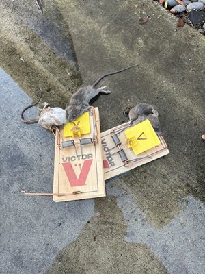 Rodent elimination - We found out how they were getting in sealed off all the openings, and this is the end result Rodent elimination - We found out how they were getting in sealed off all the openings, and this is the end result