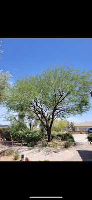 Tree Trimming - As Arborists it is our duty to educate customers on the best way to move forward with their tree. Our goals are a strong structure inside and out , a healthy tree that will last a lifetime.
This can be ruined within 10 minuets in the wrong hands by doing the wrong thing.
We speak for the Trees , let us help! Tree Trimming - As Arborists it is our duty to educate customers on the best way to move forward with their tree. Our goals are a strong structure inside and out , a healthy tree that will last a lifetime.
This can be ruined within 10 minuets in the wrong hands by doing the wrong thing.
We speak for the Trees , let us help!