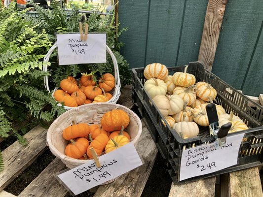 Fall Festive Line up! - This is what we are carrying for fall 2022
Come on in and check out our 50% off all trees, shrubs, and perennials. Free 4 inch Mum with any purchase.
*****While supplies last***** Fall Festive Line up! - This is what we are carrying for fall 2022
Come on in and check out our 50% off all trees, shrubs, and perennials. Free 4 inch Mum with any purchase.
*****While supplies last*****