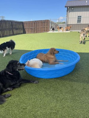 Daycare & Boarding - We have 3,000 sq foot of outdoor area for exercise and different overnight options as well. Daycare & Boarding - We have 3,000 sq foot of outdoor area for exercise and different overnight options as well.