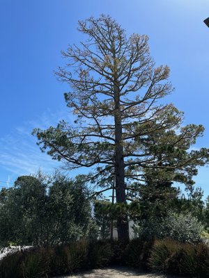 Pine Tree Removal - We removed an 85 foot dead Monterey Pine Tree that was threatening a customers home. The Threat was assessed and immediately neutralized in order to prevent any damage to the home. After the tree was carefully removed the remnants of the tree were chipped and disposed of at landfill. The stump was also ground out per customers request. All permits, reports and replant were also taken care of by us in order to assure peace of mind to the customer knowing that we would take care of them from start to finish. Pine Tree Removal - We removed an 85 foot dead Monterey Pine Tree that was threatening a customers home. The Threat was assessed and immediately neutralized in order to prevent any damage to the home. After the tree was carefully removed the remnants of the tree were chipped and disposed of at landfill. The stump was also ground out per customers request. All permits, reports and replant were also taken care of by us in order to assure peace of mind to the customer knowing that we would take care of them from start to finish.