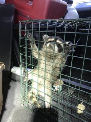 Wildlife Trapping and Exclusion - In addition to our pest and termite protection services, Friendly Pest Solutions also offers various wildlife services and will work with you to develop personalized, preventative plans. Some of the most common animals we will work to exclude from your home (or remove those that are already present) include rats, mice, squirrels, bats, armadillos, opossums, raccoons, and more. Call us for a free inspection and estimate.