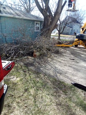 Tree removal\Tree trimming - Starting the season happy to give you a free quote on any any out door service you need done