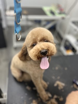 Poodle Grooming Makeover - Poodles are known for their beautiful coats and endless styling possibilities. This portfolio highlights some of our favorite Poodle grooming transformations, showcasing everything from classic clean trims to customized pet styles. Our goal is to keep every Poodle looking their best while maintaining coat health, comfort, and easy home maintenance.