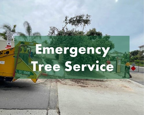 Emergency Tree Removal - If you have a Tree Emergency due to storm damage, or a Tree Falling over for any other reason, call us for a Free Estimate! We provide professional tree removal! Emergency Tree Removal - If you have a Tree Emergency due to storm damage, or a Tree Falling over for any other reason, call us for a Free Estimate! We provide professional tree removal!