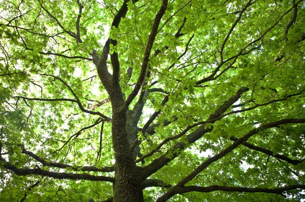 Remove a Tree Safely in the Hands of Professionals - Not all tree removals are equal. Have our certified arborists create a safe, efficient plan that includes risk assessment, for you and your trees. No commitment required, and absolutely free. Remove a Tree Safely in the Hands of Professionals - Not all tree removals are equal. Have our certified arborists create a safe, efficient plan that includes risk assessment, for you and your trees. No commitment required, and absolutely free.