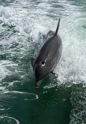 Dolphins, Dolphins,Dolphins oh my! - Experience the magic of seeing wild dolphins up close on our unforgettable Dolphin Tours! Orca Pro charters’ luxury RIB boats glide right alongside these playful creatures—often within touching distance—for an experience you’ll never forget. Tours start from two hours and can be fully customized or combined with island hopping, snorkeling, or sunset cruising. Perfect for up to six guests, from only $400. Dolphins, Dolphins,Dolphins oh my! - Experience the magic of seeing wild dolphins up close on our unforgettable Dolphin Tours! Orca Pro charters’ luxury RIB boats glide right alongside these playful creatures—often within touching distance—for an experience you’ll never forget. Tours start from two hours and can be fully customized or combined with island hopping, snorkeling, or sunset cruising. Perfect for up to six guests, from only $400.